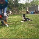 100%Orekan Txakur Elkartea – Guardería Canina en Zaratamo