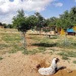 3 Patas - Residencia Canina En Madrid – Guardería Canina en Belmonte de Tajo
