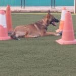 Adac – Guardería Canina en Alaquàs