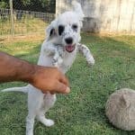 Adican – Guardería Canina en A Muíña