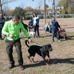 Adiestracaninos.es | Rehabilitación, Educación Y Adiestramiento Canino En Sevilla – Guardería Canina en Sevilla