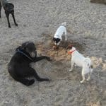 Adiestrador Canino Barcelona | Personal Trainer Dog – Guardería Canina en Eixample