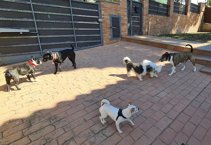 Negocio Adiestrador Y Guardería De Perros Barcelona For Dogs One