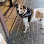 Adiestrador Y Paseo De Perros. (Va De Perros-Sant Andreu) – Guardería Canina en Sant Andreu