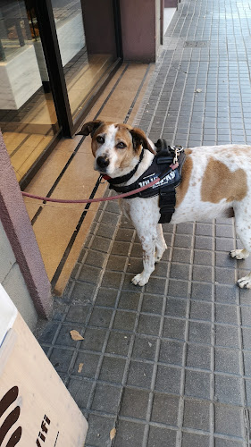 Negocio Adiestrador Y Paseo De Perros. (Va De Perros-Sant Andreu)