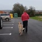Adiestramiento Canino Adiestradog – Guardería Canina en Puente San Miguel