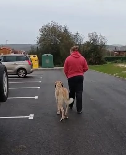 Negocio Adiestramiento Canino Adiestradog