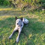 Adiestramiento Canino Initium – Guardería Canina en El Puente