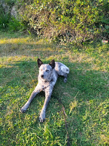 Adiestramiento Canino Initium