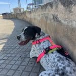 Adiestramiento Canino Mallorca - Educación Canina Con Empatía – Guardería Canina en Palma