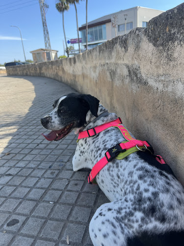 Negocio Adiestramiento Canino Mallorca - Educación Canina Con Empatía
