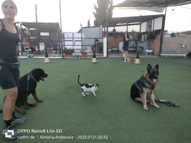 Negocio Adiestramiento Canino Zadhir De Luna