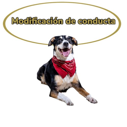 Adiestramiento Con Sentido