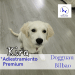 Adiestramiento Dogguau Bilbao – Guardería Canina en Bilbao