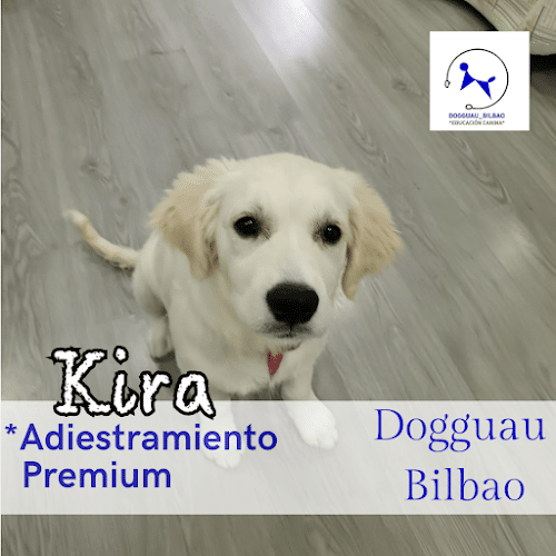 Adiestramiento Dogguau Bilbao