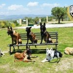 Adiestramiento Gadi – Guardería Canina en San Juan