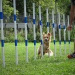 Adiestramiento Gipuzko Kan – Guardería Canina en Astigarraga