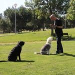 Adiestramiento Good Job – Guardería Canina en Latina