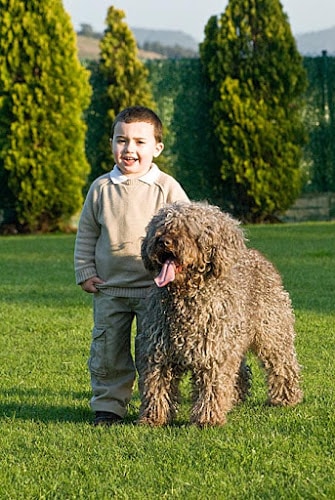 Negocio Adiestramiento Y Educación Canina Lankor