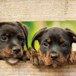 Adrakan. Residencia Y Bienestar Canino – Guardería Canina en Adra