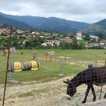 Agility Ilion – Guardería Canina en Castro-Urdiales