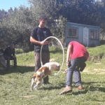 Akindi Cantabria - Adiestramiento Canino – Guardería Canina en Entrambasaguas