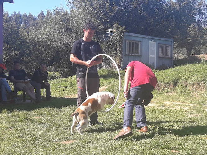 Negocio Akindi Cantabria - Adiestramiento Canino