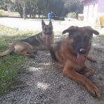 Akindi Cantabria– Hotel Canino – Guardería Canina en Hornedo