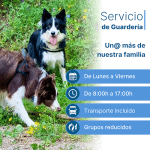 Alaskan Educación Canina – Guardería Canina en L'Eixample
