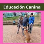 Albena Atseva_Educanplus – Guardería Canina en L'Hospitalet de Llobregat