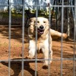 Alconhaire – Guardería Canina en Sevilla