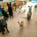 Alfa Dog Educación Canina Navarra – Guardería Canina en Orcoyen