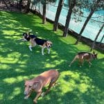 Almacan Residencia Canina – Guardería Canina en Alalpardo