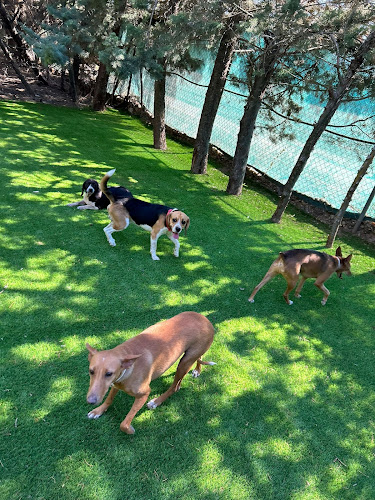 Negocio Almacan Residencia Canina