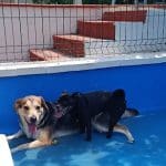 Alohadog – Guardería Canina en Chiclana de la Frontera