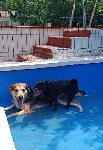 Negocio Alohadog