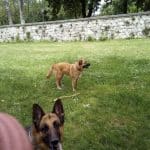 Alojamiento Para Perros Y Guardería Canina – Guardería Canina en Burgos