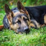 Amarok Educación Canina – Guardería Canina en Erandio