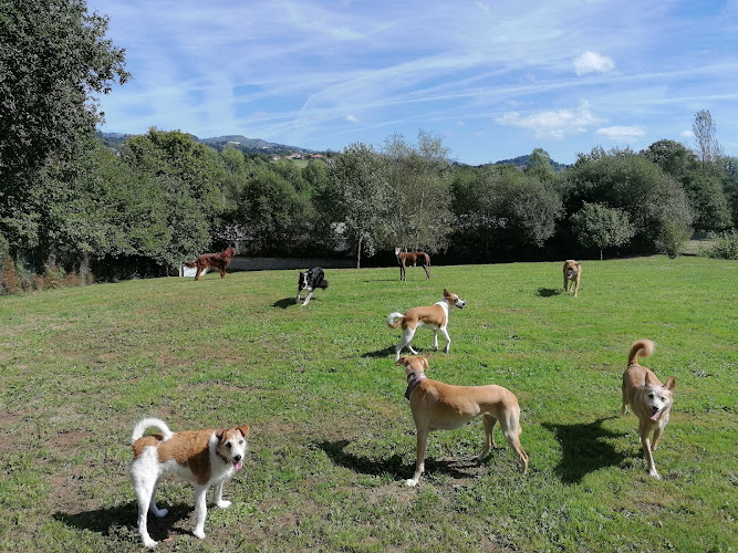 Negocio Amican Asturias Escuela Y Hotel Canino