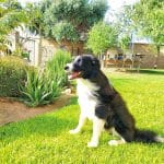 Amigomio – Guardería Canina en Puerto Real