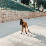 Andican – Guardería Canina en Martos