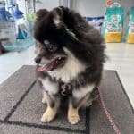 Animal Dreams – Guardería Canina en Palma