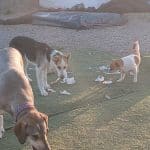 Animal Paradise Resort – Guardería Canina en Garrucha