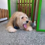 Animal Solución Guardería Canina Perros Gatos Conejos – Guardería Canina en Madrid