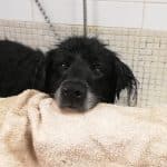 Animalades Gracia – Guardería Canina en Gràcia