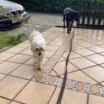 Animalia Zaintza – Guardería Canina en Lemoa