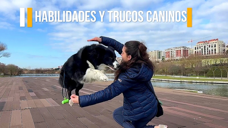 Negocio Anny And Dogs Educación Y Adiestramiento Canino Profesional