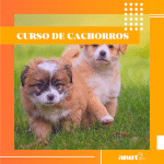 Anut Educación Canina – Guardería Canina en Valverde del Majano
