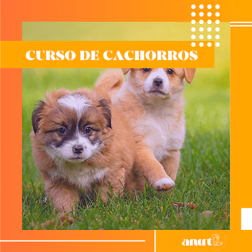 Negocio Anut Educación Canina