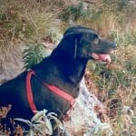 Aprende A Educarte – Guardería Canina en L'Eixample